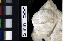 Foto (Detailansicht) von Goniodromites bidentatus (Reuss, 1859) (NHMW-GEO-1990-0041-0073)